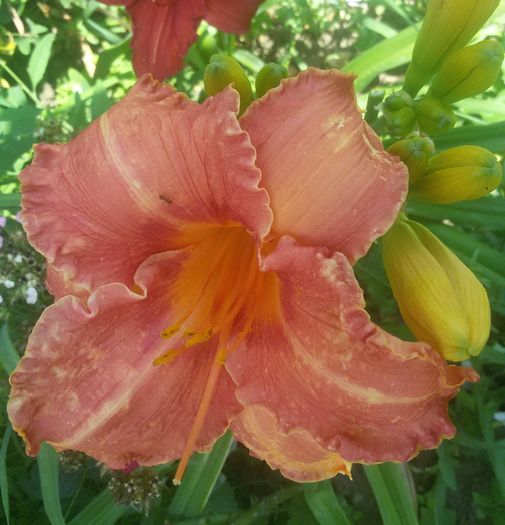 Pretty Fancy - hemerocallis 2016