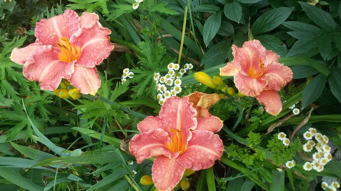 Pretty Fancy - hemerocallis 2016