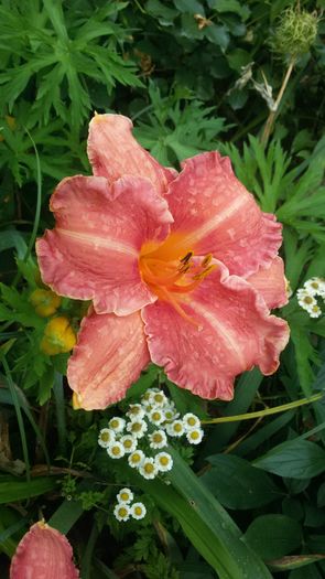 038 - hemerocallis 2016