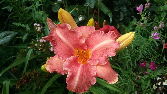 Pretty Fancy - hemerocallis 2016