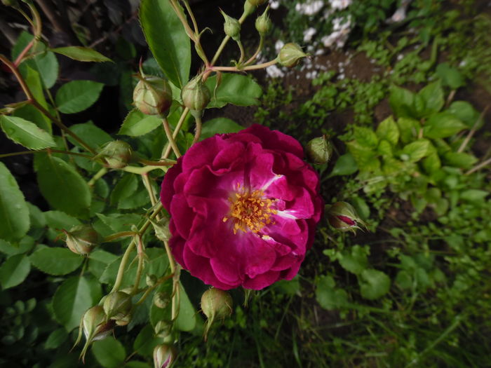 399 - 2016 Flori si Trandafiri