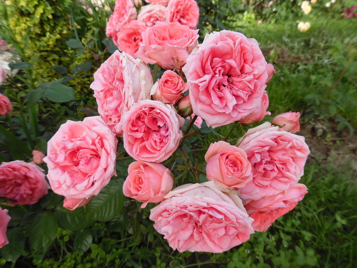 262 - 2016 Flori si Trandafiri