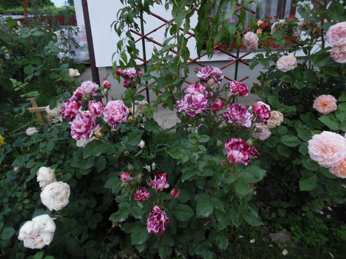 590 - 2016 Flori si Trandafiri