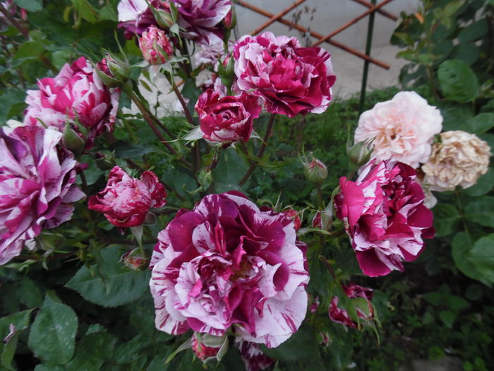 591 - 2016 Flori si Trandafiri