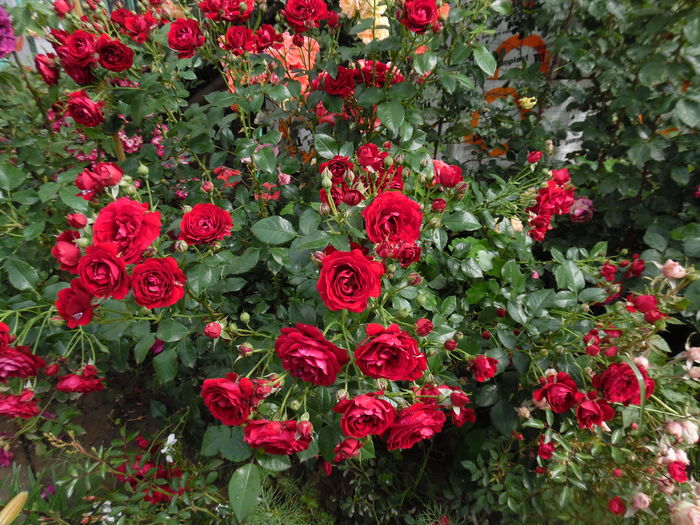 410 - 2016 Flori si Trandafiri