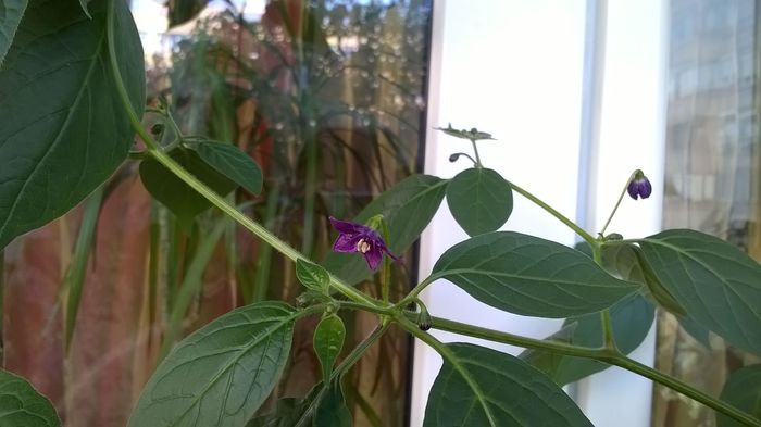 Aji Largo f - Capsicum Pubescens 2016