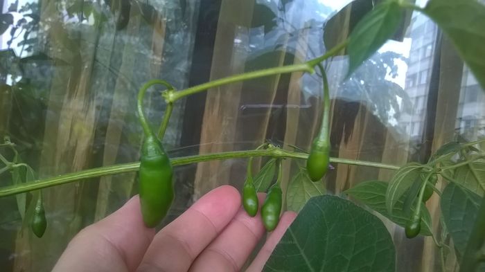 Aji largo,. - Capsicum Pubescens 2016