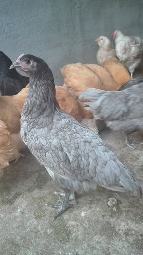 australorp albastru - Pasari