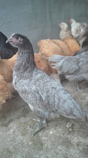 australorp albastru