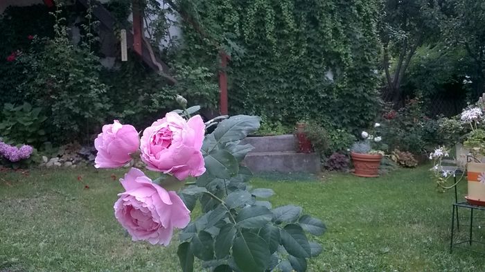 Dieter Muller - 2016 Gradina rozelor