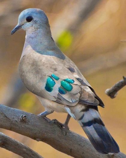image - 1----Porumbei si turturici exotice----exotic doves and pigeons