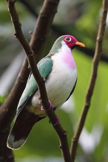image - 1----Porumbei si turturici exotice----exotic doves and pigeons