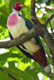 image - 1----Porumbei si turturici exotice----exotic doves and pigeons