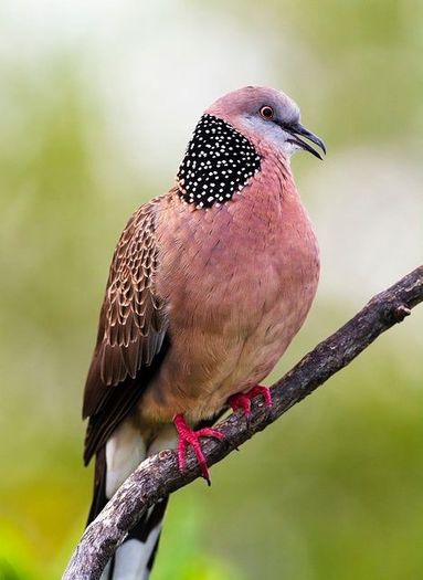 image - 1----Porumbei si turturici exotice----exotic doves and pigeons