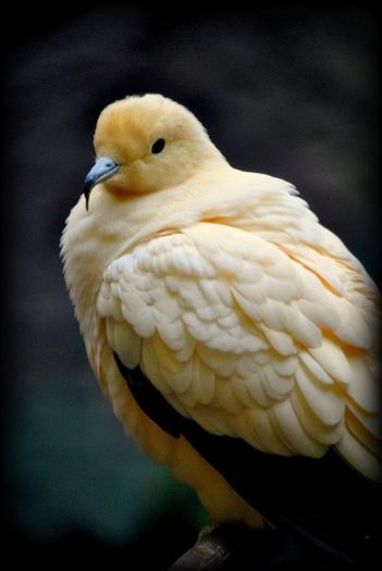 image - 1----Porumbei si turturici exotice----exotic doves and pigeons