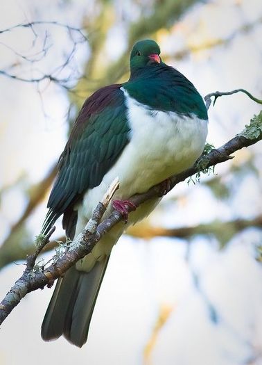 image - 1----Porumbei si turturici exotice----exotic doves and pigeons