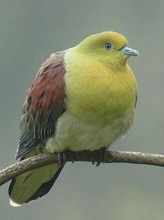 image - 1----Porumbei si turturici exotice----exotic doves and pigeons