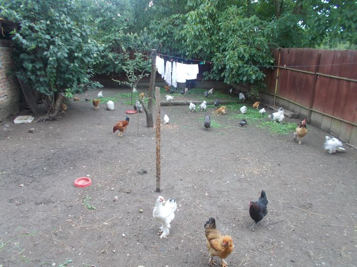 All; Dispozitie generala
