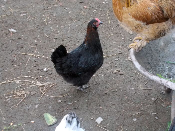 M1; Puicuta marans negru
