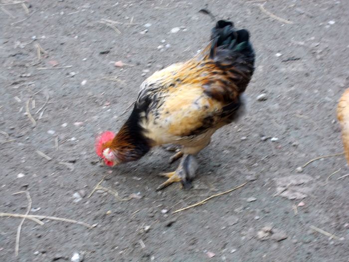 V11; Alesul fara coada... victima Tziganului!
