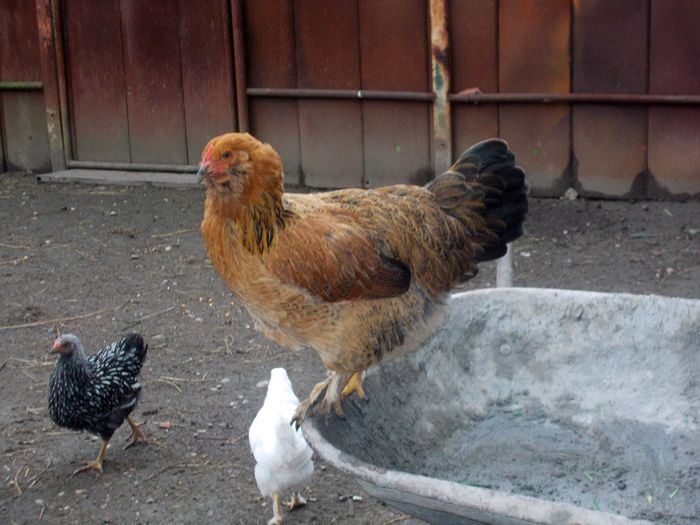 V22; Domnita verde. Preferata mea!
