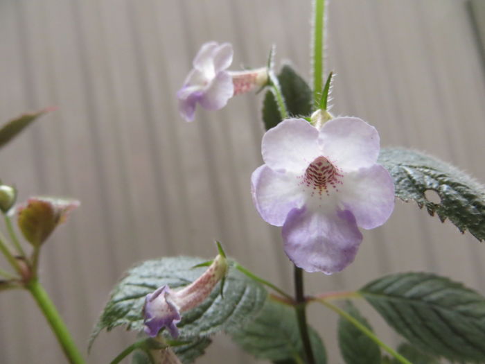 xAchicodonia Dark Star - achimenes 2016