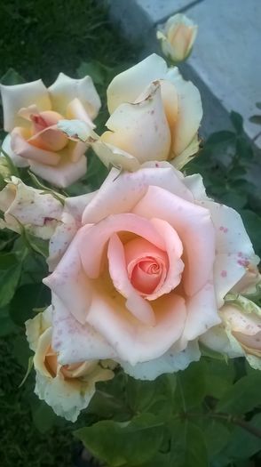 WP_20160629_21_10_20_Pro - Trandafiri 2016