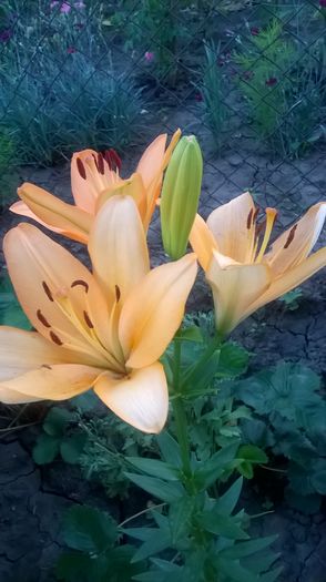 WP_20160629_21_09_56_Pro