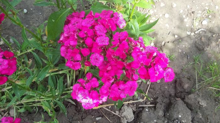 252 - 2016 - 02 - vara