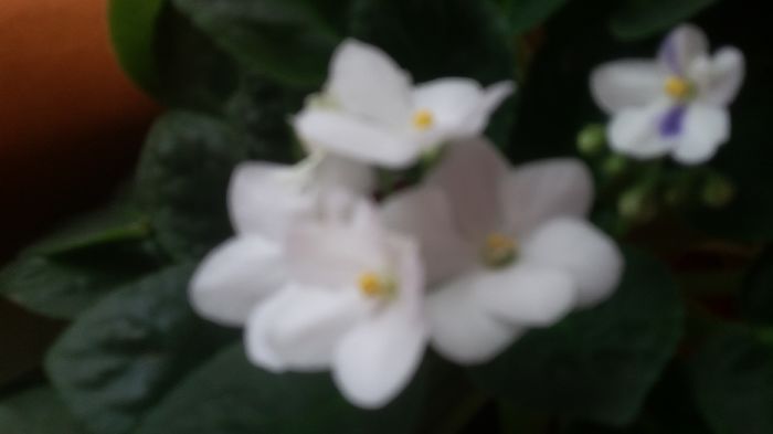 276 - 2016 - 02 - vara