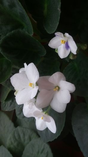277 - 2016 - 02 - vara