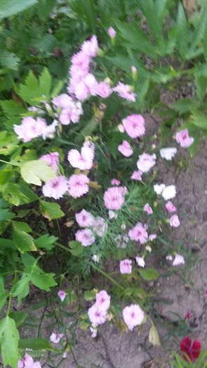 103 - 2016 - 02 - vara