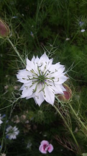 105 - 2016 - 02 - vara