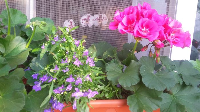 118 - 2016 - 02 - vara