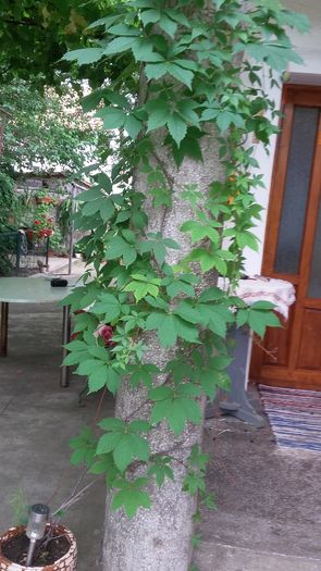 162 - 2016 - 02 - vara