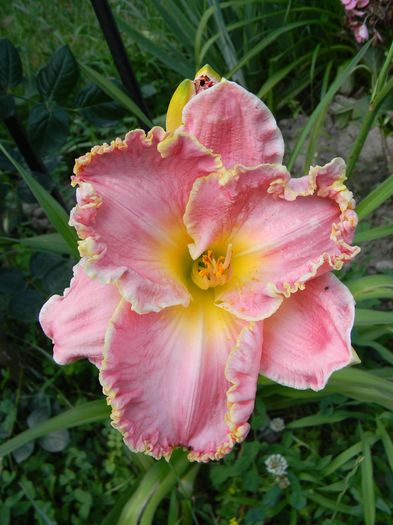 Shores of time - Hemerocallis 2016