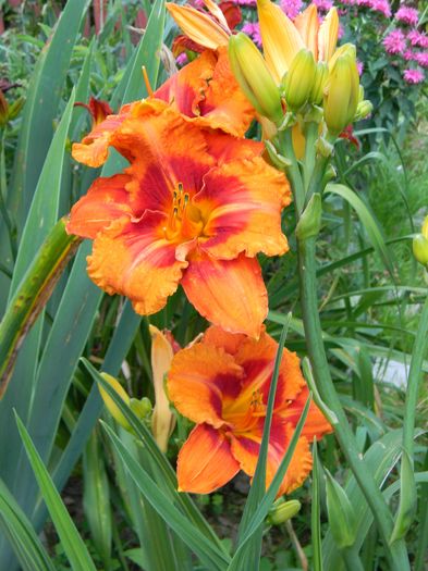 Tigger - Hemerocallis 2016