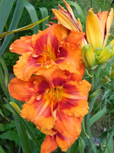 Tigger - Hemerocallis 2016