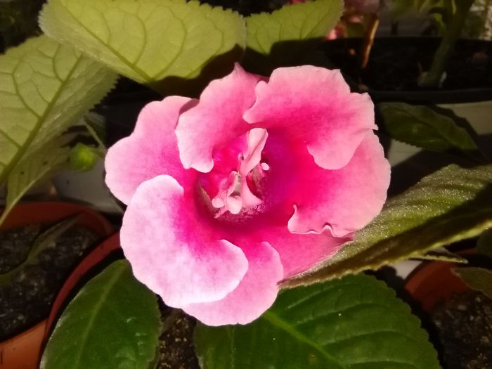 IMG_20160629_200728 - gloxinia 2016