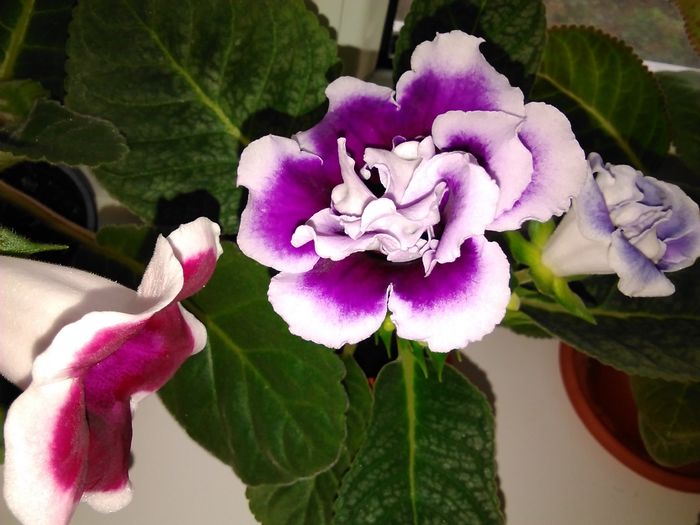 IMG_20160629_200755 - gloxinia 2016