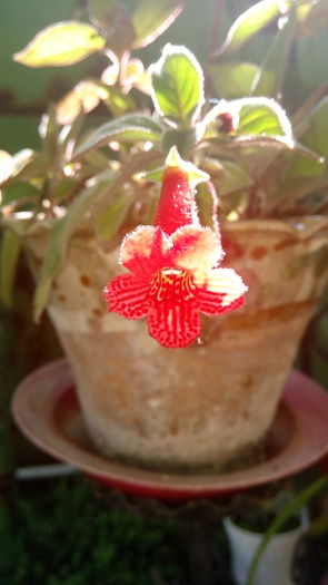 Kohleria