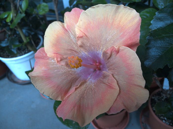 WIN_20160630_062732 - Moorea Sugar Lady