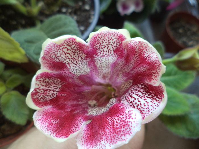 DSC02886 - gloxinii  si siningii 2016