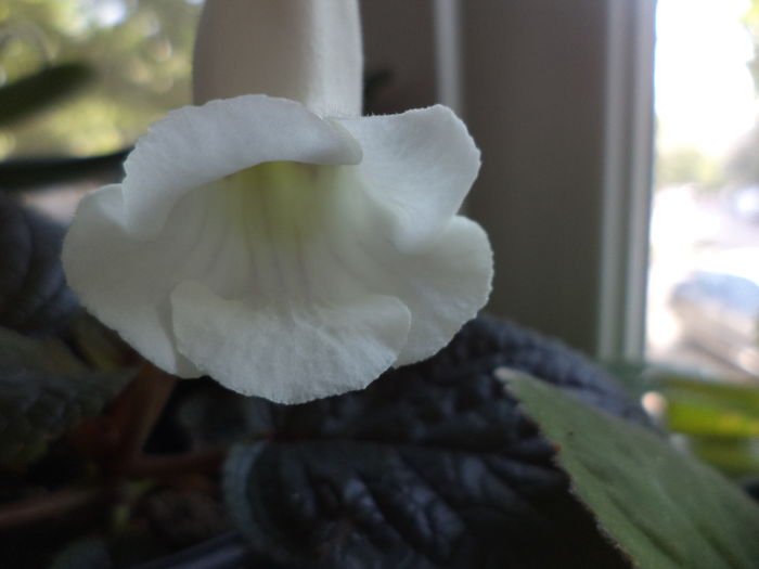 DSC02888 - gloxinii  si siningii 2016