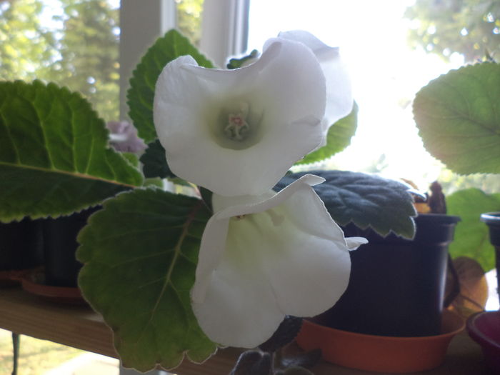 DSC02889 - gloxinii  si siningii 2016