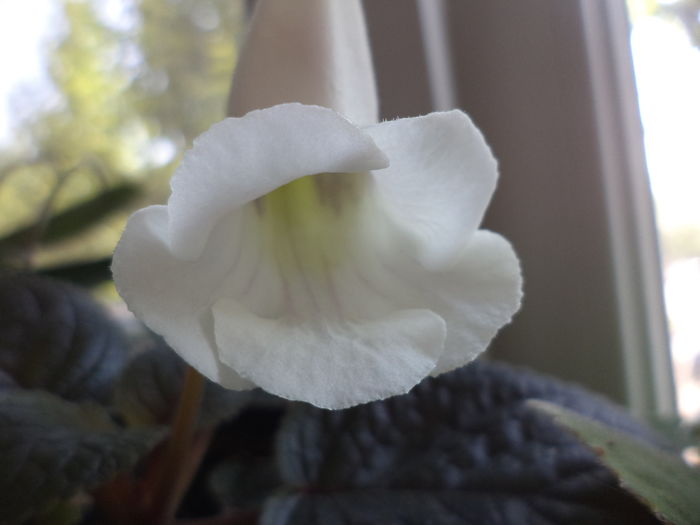 DSC02891 - gloxinii  si siningii 2016