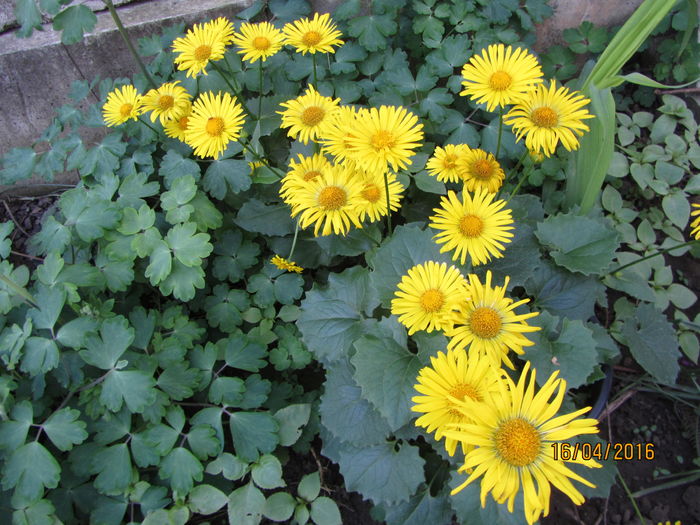 Doronicum (2)