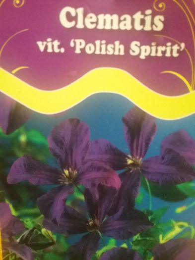 20160630_133729 - Clematis Polish Spirit