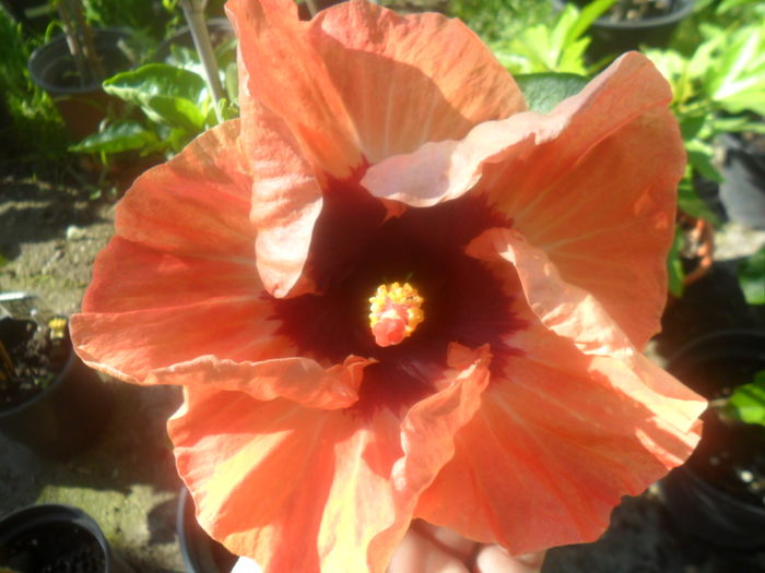 008 - hibiscusi 2016 -2