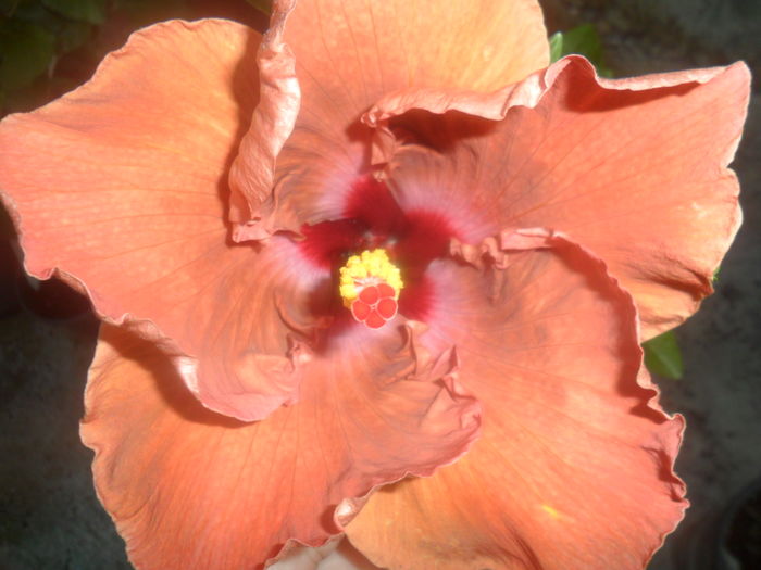 017 - hibiscusi 2016 -2